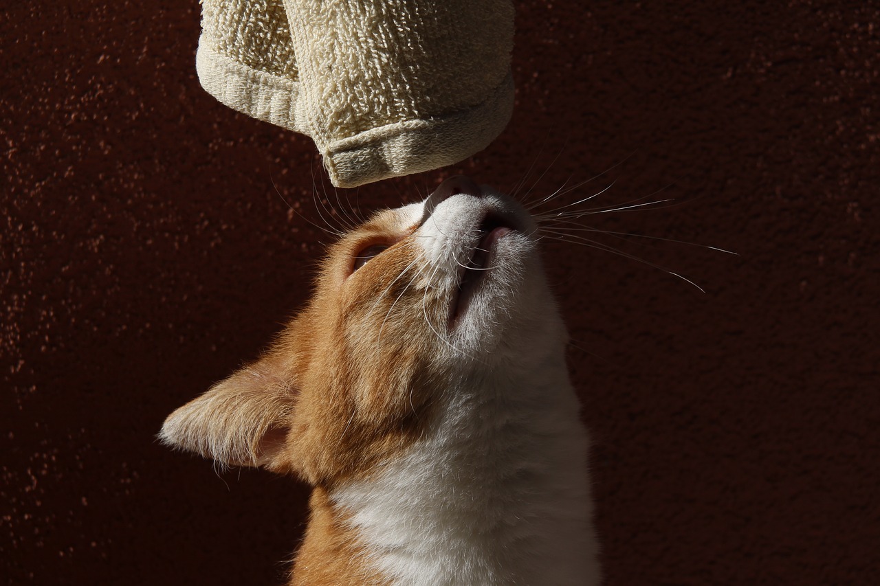 Можно ли мыть кошку обычным шампунем - Косметика KW для ежедневного ухода  за кошками и собаками